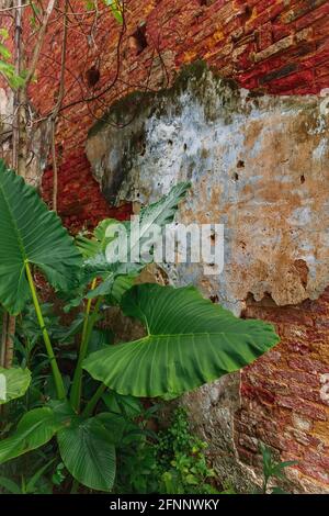 Old brick wall with tropical plant. Red brick Stock Photo