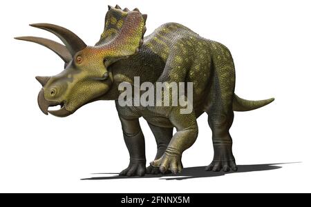 Ojoceratops a genus of ceratopsian dinosaur from New Mexico- isolated ...