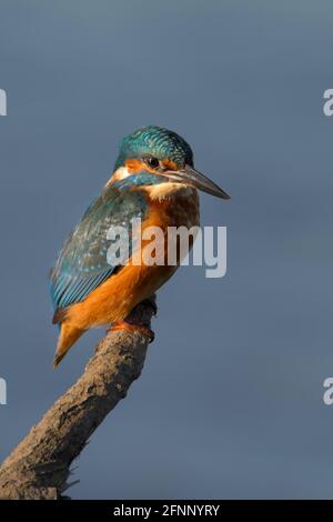 Kingfisher, Alcedo atthis, Perched, Sitting On A Stick, Branch UK Stock Photo