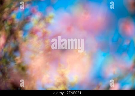 Abstract blur spring blossom background Stock Photo