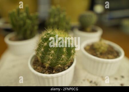 Macro shot of a small cactus plant in a white pot, indoors Stock Photo