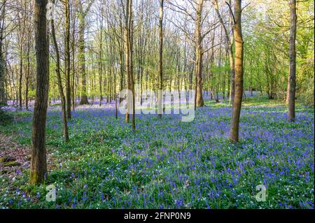 An early morning scene of woodland with young trees and ground covered in bluebells just after sunrise. Walstead, West Sussex, England. Stock Photo