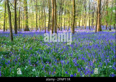 An early morning scene of woodland with young trees and ground covered in bluebells just after sunrise. Walstead, West Sussex, England. Stock Photo