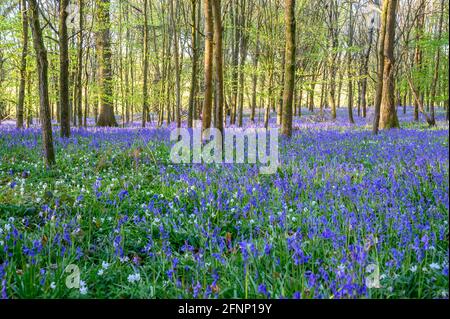 An early morning scene of woodland with young trees and ground covered in bluebells just after sunrise. Walstead, West Sussex, England. Stock Photo