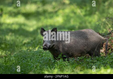 Wild boar (sus scrofa ferus) standing on meadow in forest in summer time. Wildlife in natural habitat