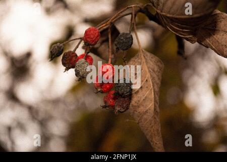 dry rowan branches in autumn Stock Photo