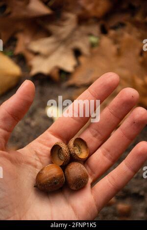 hand with acorns on forest background Stock Photo