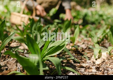 Close up of wild ramp in forest with a man in the background foraging Stock Photo