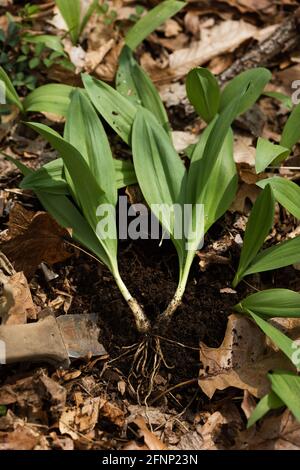 Wild ramps freshly picked with a knife in a leafy forest Stock Photo