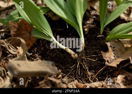 Close up of wild ramp roots freshly foraged in a leafy forest Stock Photo