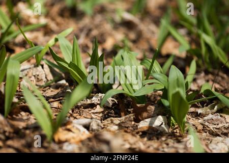 Wild ramps ready to be foraged in a leafy forest Stock Photo