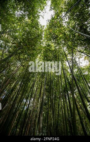 bamboo reeds seen from below Stock Photo