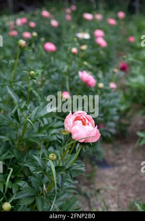 Pink peony in home garden Stock Photo