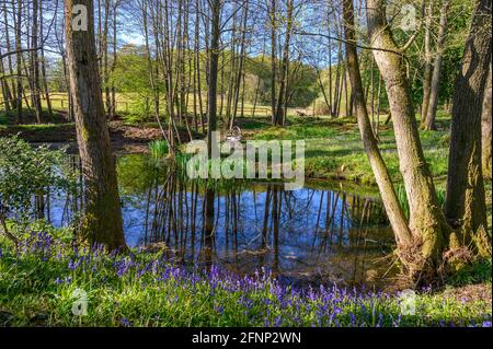 An idyllic scene of woodland with pond, bluebells and wooden bench set near Scaynes Hill, West Sussex, England. Stock Photo