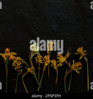 Dried daffodil flowers are arranged on a textured black background Stock Photo