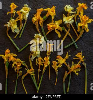 Dried daffodil flowers are arranged on a textured black background Stock Photo