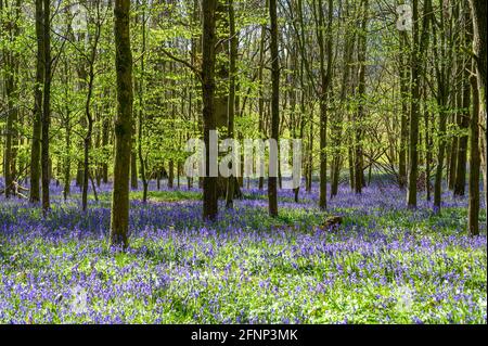 Morning light streaming in woodland with young trees and ground covered in bluebells. Walstead, West Sussex, England. Stock Photo