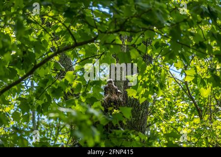 Two coopers hawks chicks backlit by the sun sitting up awake in a nest high up into a tree surrounded by branches full of foliage in the woodlands on Stock Photo