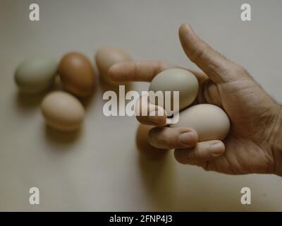 Farmer holds fresh eggs in hand Stock Photo