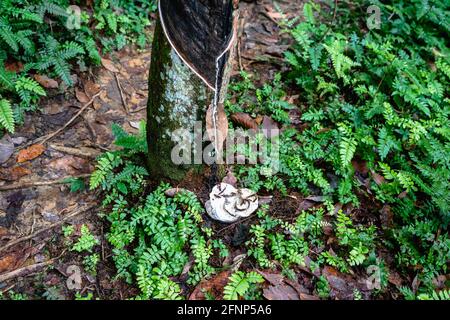 Rubber tree plantation, rubber tapping from para rubber tree plant (Hevea brasiliensis) in rainforest in Indonesia. Natural latex raw material extract Stock Photo