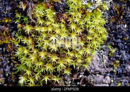 Green moss on bark of tree close-up  France. Stock Photo