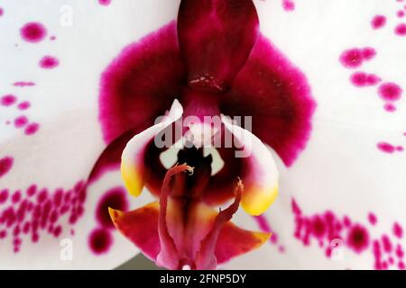 Close-up look at an orchid in flower.  France. Stock Photo