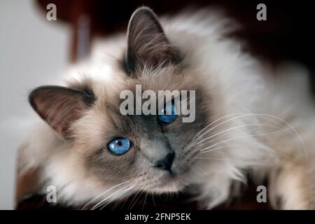 Ragdoll cat with blue eyes.  France. Stock Photo