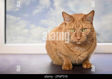Cute ginger cat sitting on a window sill and looking at camera. Stock Photo