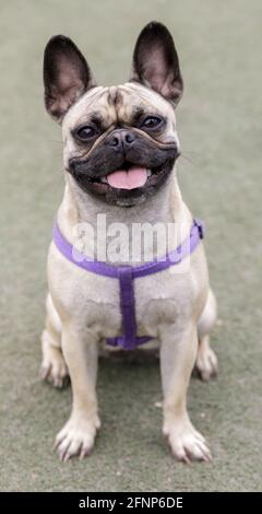 1-Year-Old Frug puppy female, a cross between French Bulldog and Pug. Off-leash dog park in Northern California. Stock Photo