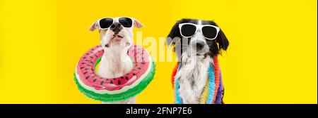 Banner funny dogs summer. American Staffordshire  inside an ring inflatable and a border collie wearing a colorful garland. Isolated on yellow backgro Stock Photo