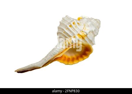 Haustellum species, sea snail, marine gastropod mollusk in the family Muricidae, the murex snails / rock snails on white background Stock Photo