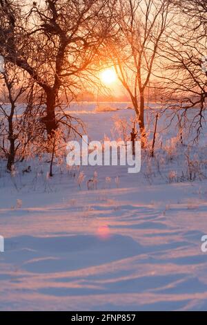 Sunrise over a small snowy hill on an extremely cold winter morning, shining through trees, and snow reflecting the light in pinkish yellow tones; wit Stock Photo