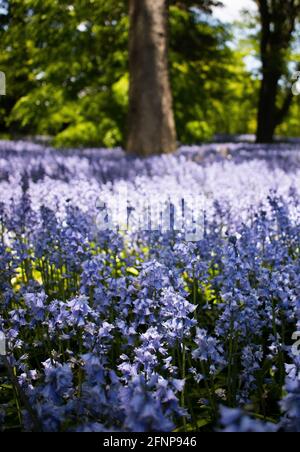 bluebells flowering in Spring, Brooklyn botanical gardens, Prospect ...