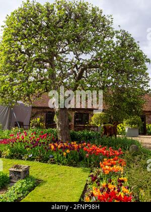 Bramley apple tree in the corner of the Sunken garden by the Tea room at Chenies Tulip Festival 2021. Vibrant spring bulbs by fresh green grass path. Stock Photo