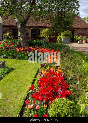 Bramley apple tree in the corner of the Sunken garden by the Tea room at Chenies Tulip Festival 2021. Vibrant spring bulbs by fresh green grass path. Stock Photo