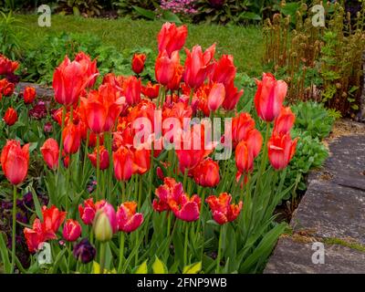 Darwin Tulipa Apricot Sensation in a corner of Chenies Manor Garden. Tulip Festival May 2021 Stock Photo