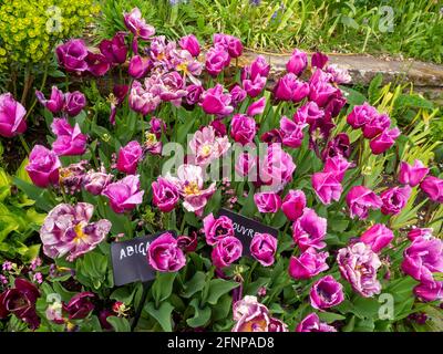 Tulipa 'Louvre'; a pinkish purple fringed tulip at Chenies Manor sunken garden in Spring with Tulipa 'Abigail', a darker tone of carmine, purple. Stock Photo