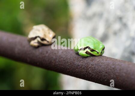 Green and white Middle east tree frogs on a steel bar, Hyla savignyi Stock Photo