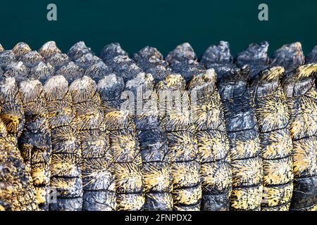 Closeup of crocodile skin texture Stock Photo