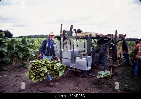 tobacco harvest time Women In Ag: Harvesting Tobacco harvest time reverse due