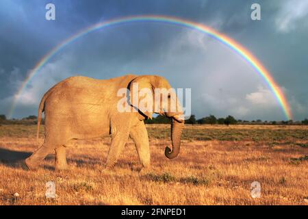 Closeup view of big African Elephant Stock Photo