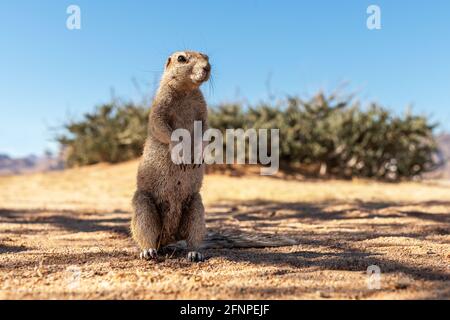 African ground squirrel in Namibia Stock Photo