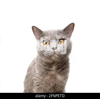 british shorthair tortoiseshell cat portrait on white background looking at camera Stock Photo