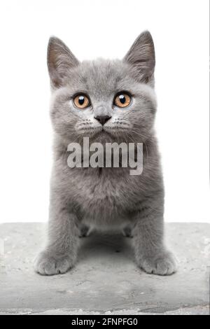 cute gray british shorthair blue kitten portrait looking at camera on white background Stock Photo