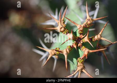 Close up of a cactus with long spines from above Stock Photo