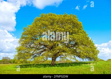 Oak Tree, England, UK Quercus fagaceae. Quercus robur. Stock Photo