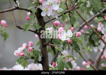 pink apple blossoms on the background of a rural garden Stock Photo