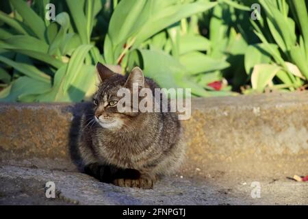 A gray cat sits on the asphalt near a flower bed Stock Photo