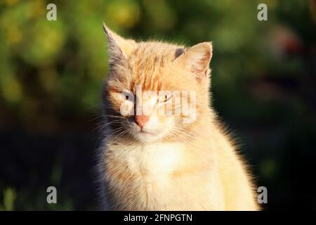 Red cat on the background of a spring garden Stock Photo