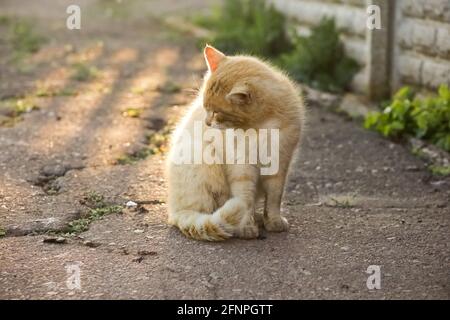 A red cat sits on the asphalt and licks its fur Stock Photo